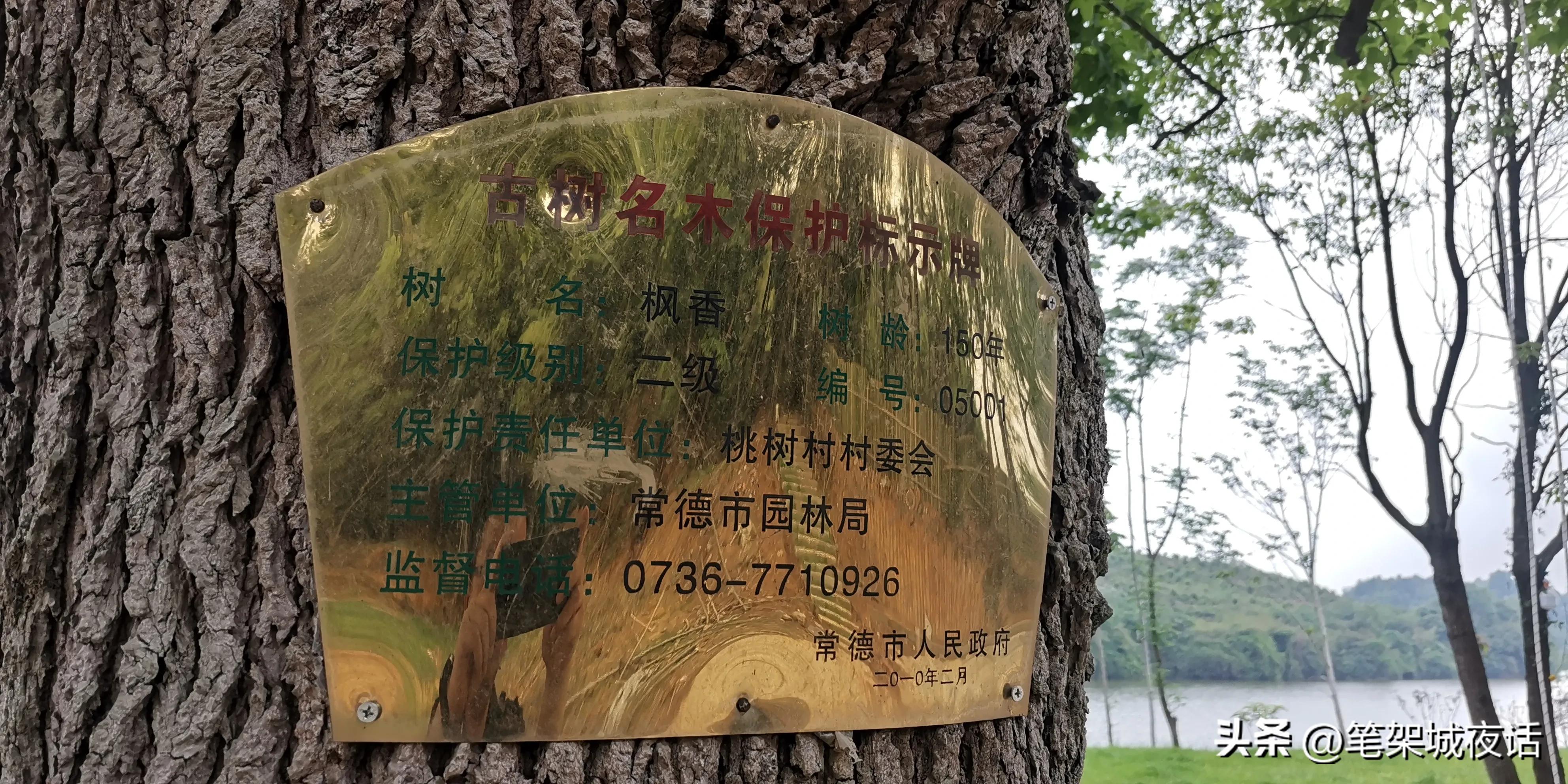 白鹤山好玩的地方,白鹤山竹林秘境