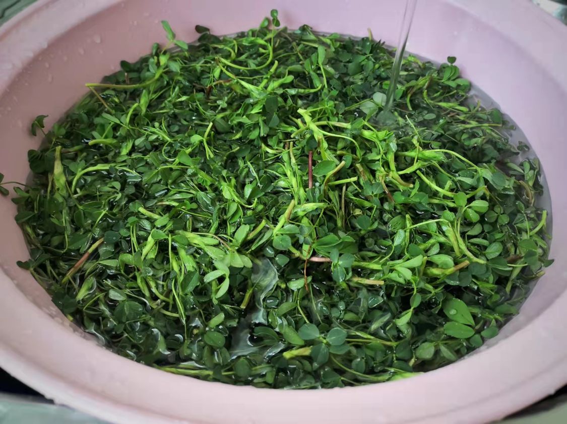 阳春三月必吃的野菜,阳春三月野菜成餐桌新宠