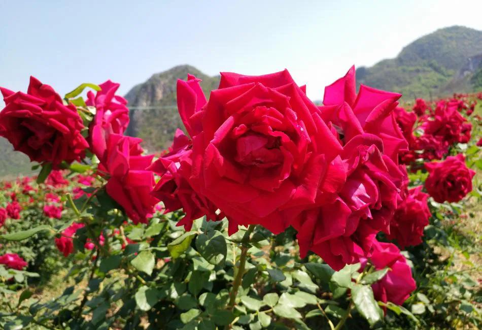 佛山出发广西五日四夜旅游攻略,广州出发云南4天自由行攻略