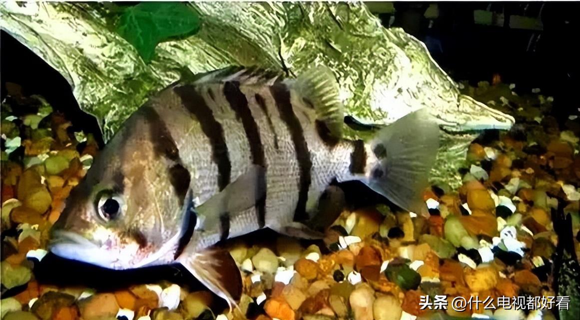 虎鱼从小饲养的正确方法,饲养虎鱼有哪些注意事项