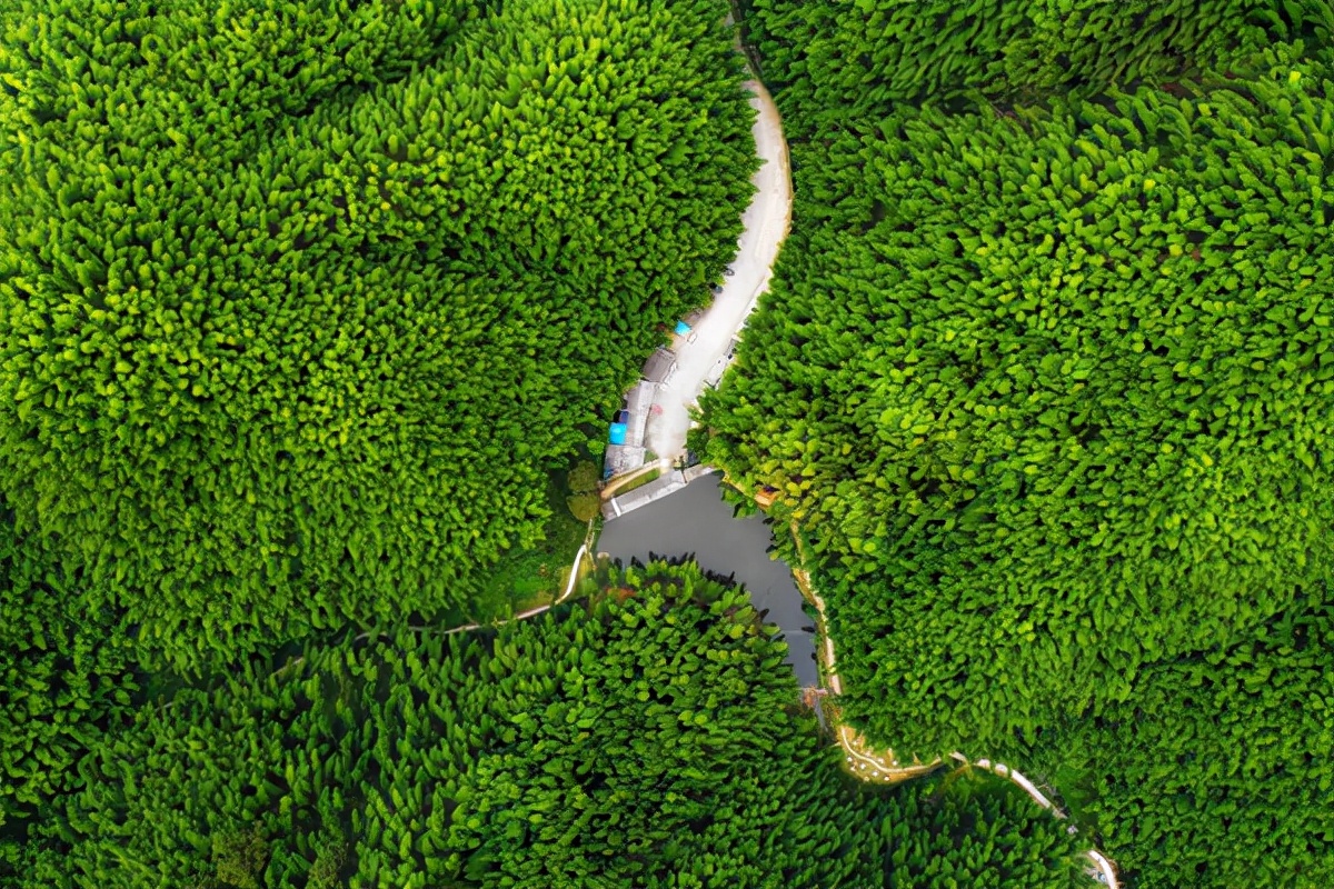 黄山天然氧吧旅游景点,黄山国家级自然保护区