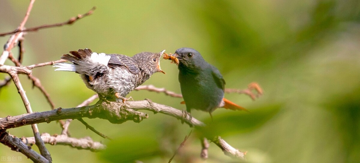 报得三春晖中晖是什么意思,报得三春晖的三春指的是