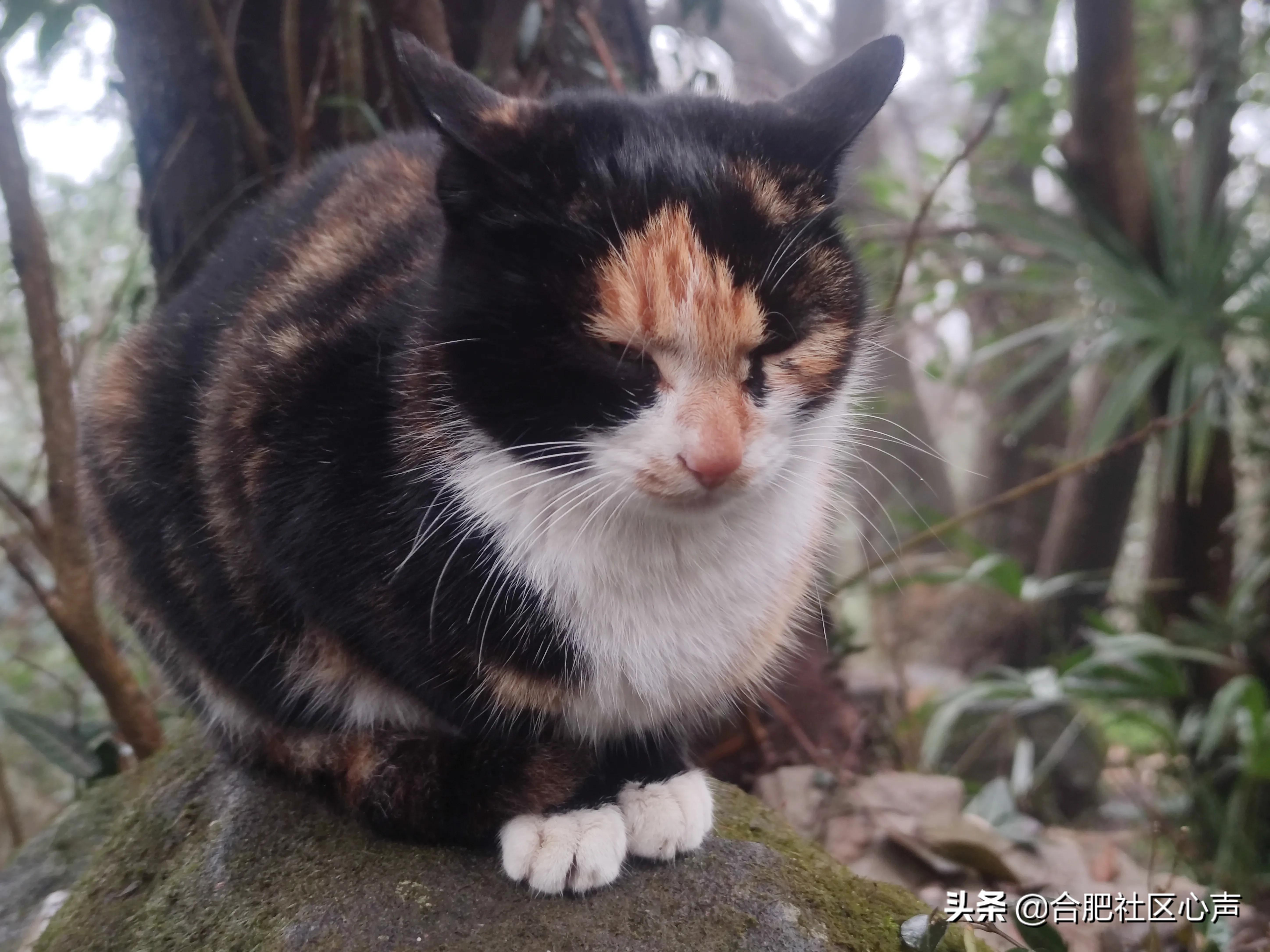 合肥有很多流浪猫的地方,合肥哪有流浪猫