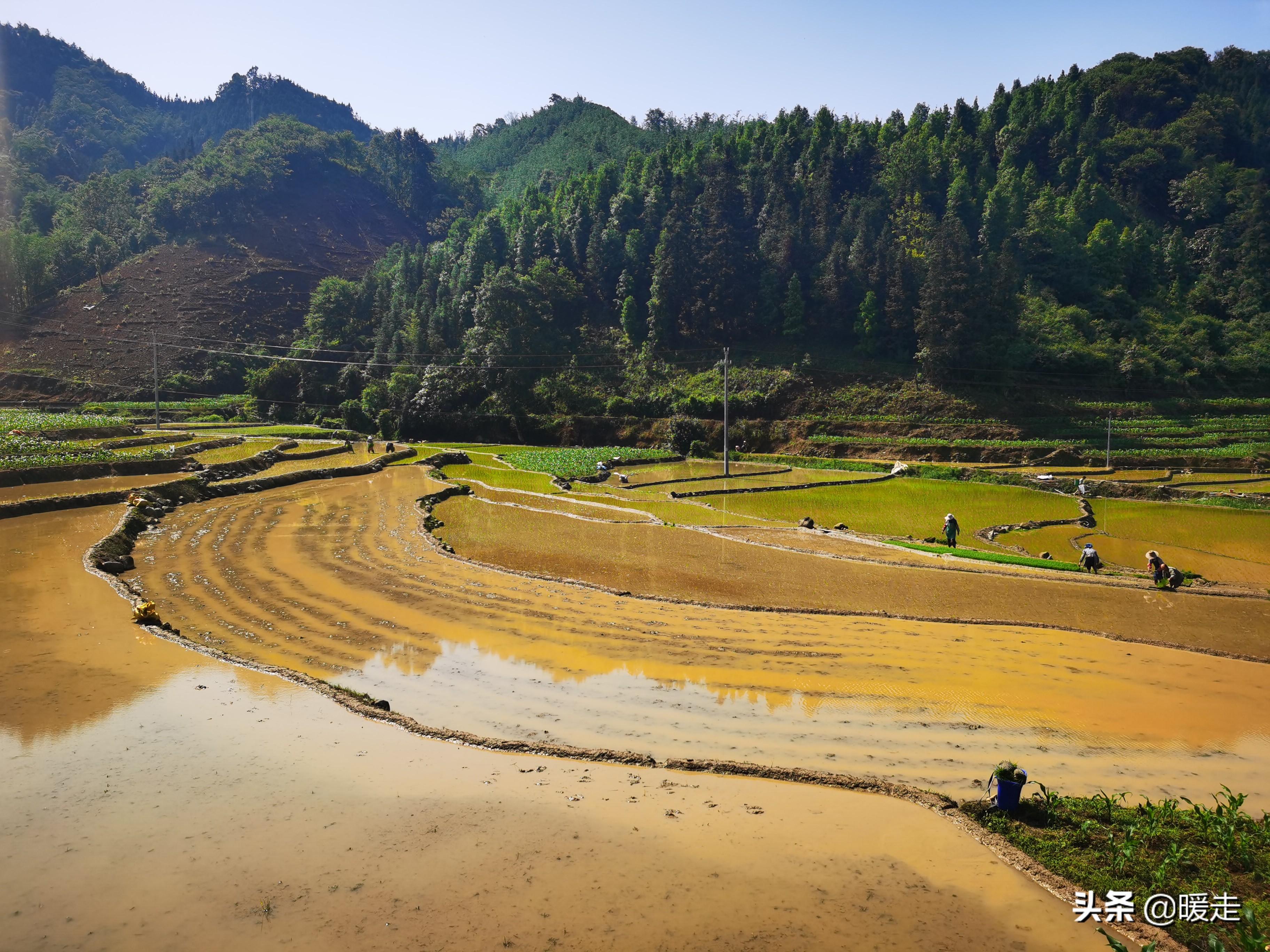 广西农民种田,乡村种田的生活视频