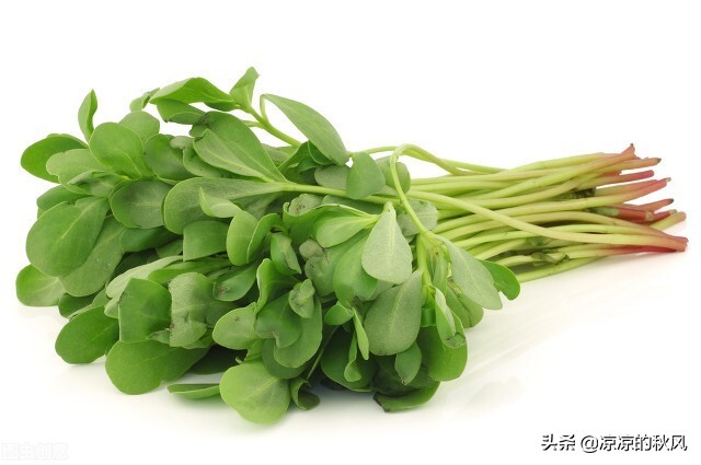 吃马齿苋多了好不好,马齿苋生吃和熟吃一样吗