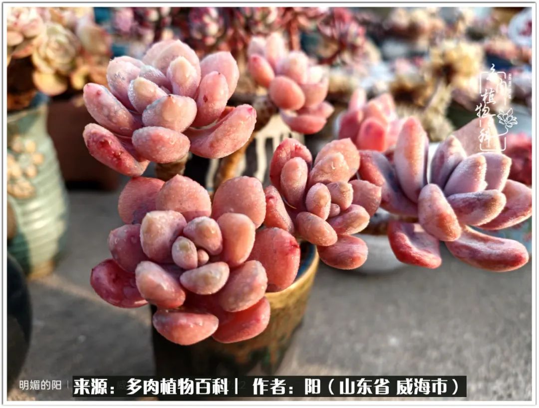 浜洪棿鐑熺伀鑷湁涓囧崈棰滆壊,浜洪棿鐑熺伀鐨嗘槸骞冲嚒棰滆壊