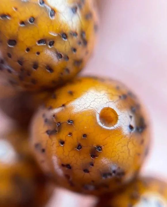 什么方法能让星月菩提开片玉化,星月菩提开片玉化症状