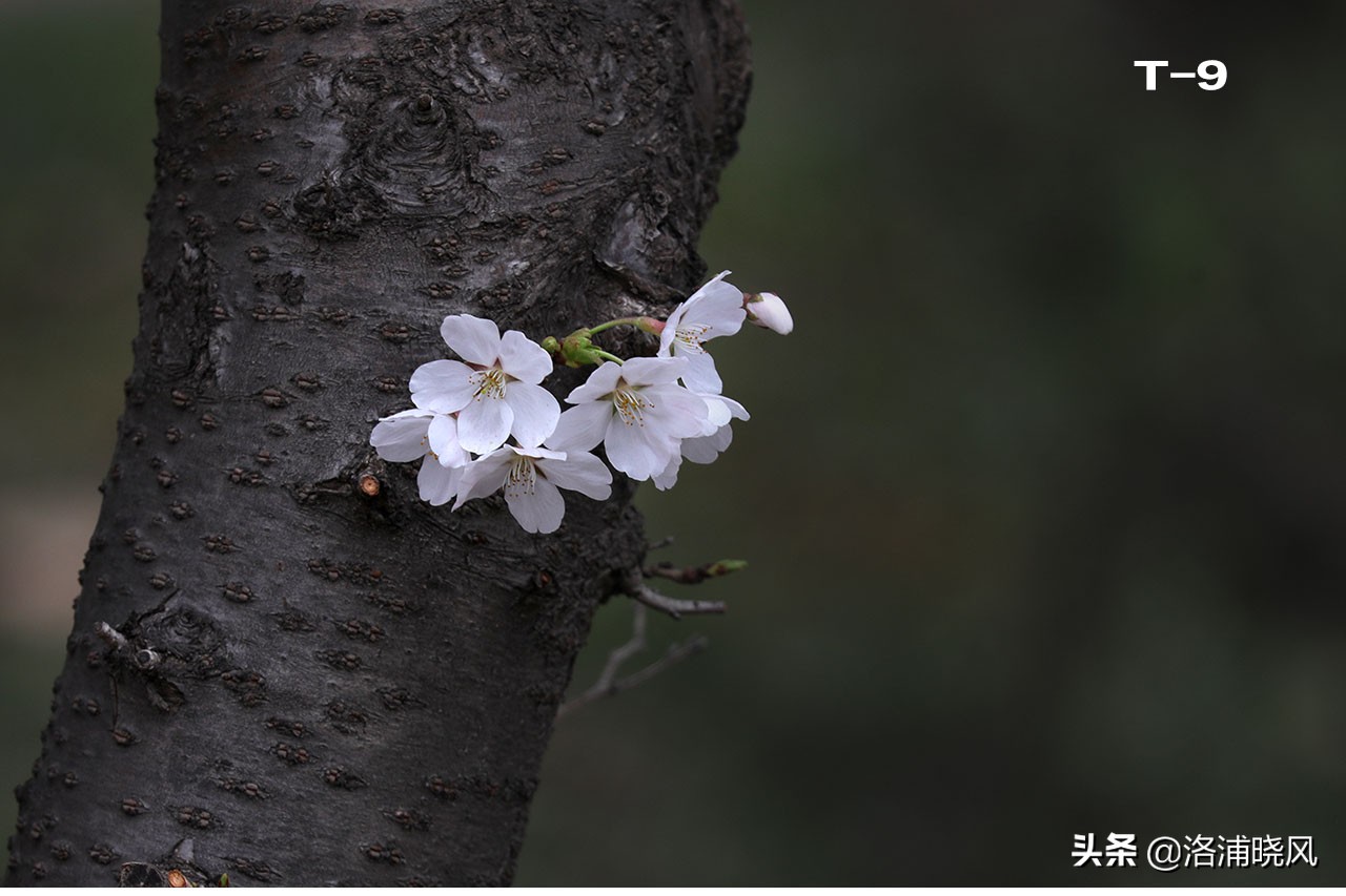 樱桃花和东京樱花区别,樱花和山樱桃花是一样的吗