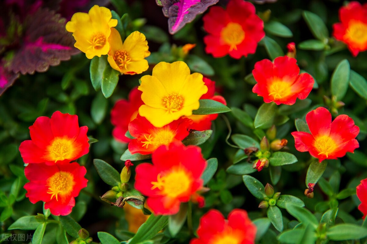 半枝莲有哪些功效和作用,半边莲和半枝莲功效作用