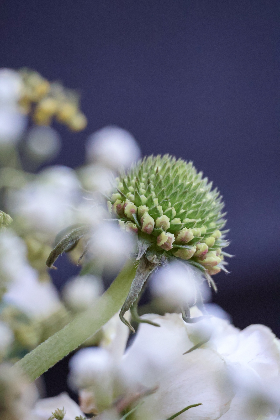 eos佳能轻便小巧,佳能微型相机eos