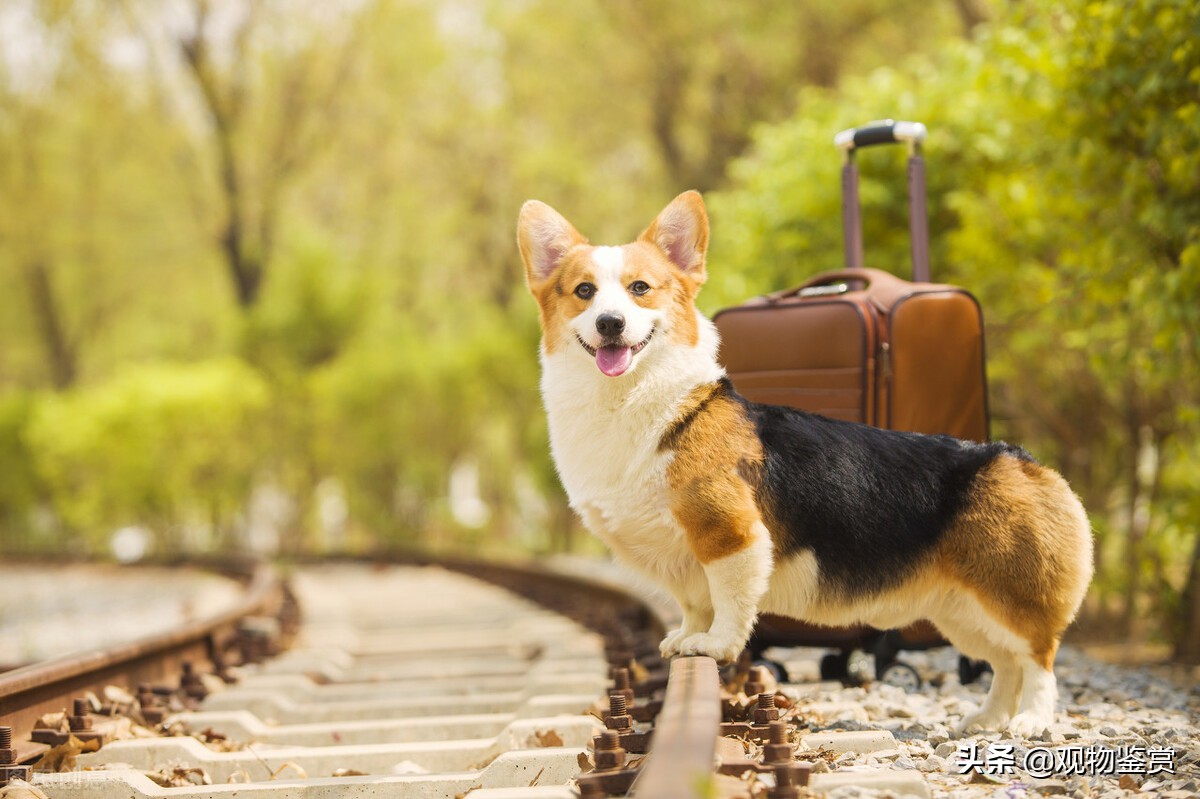 养小狗最好的狗是什么品种,长不大的小狗狗有哪些品种的