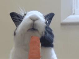 兔子没有实力就被人瞧不起,兔子从来没被战胜过