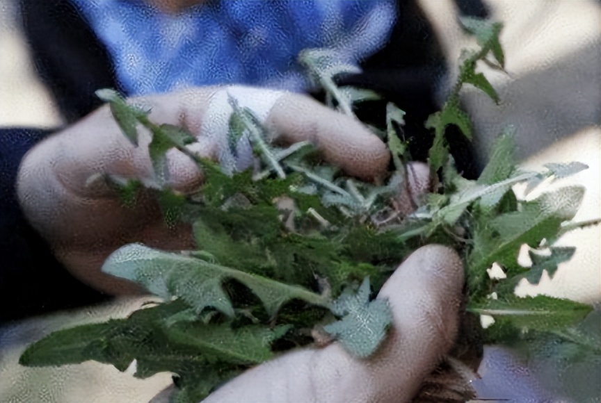 龚清孝：吃草上瘾得以赚钱娶媳妇，34年吃了40吨草：我就喜欢吃草