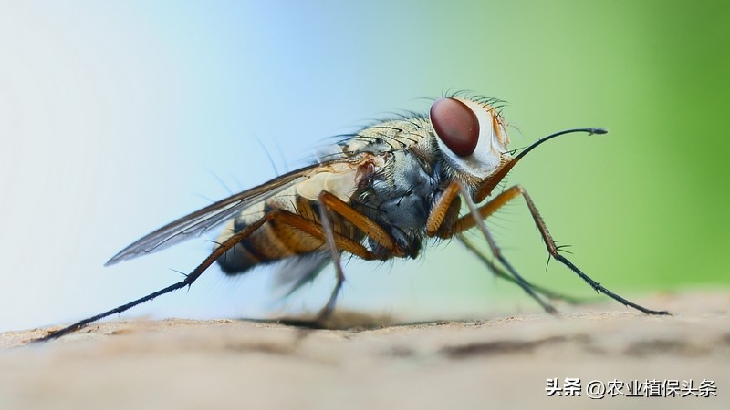 昆虫的习性与行为与害虫防治,害虫防治与昆虫分类