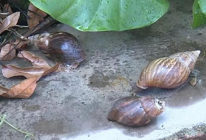 广西多地出现非洲大蜗牛，印度把它当美味，可能引发脑膜炎风险