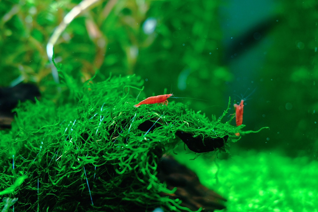 鱼缸加热棒瓦数大好还是小好,加热棒瓦数与温度