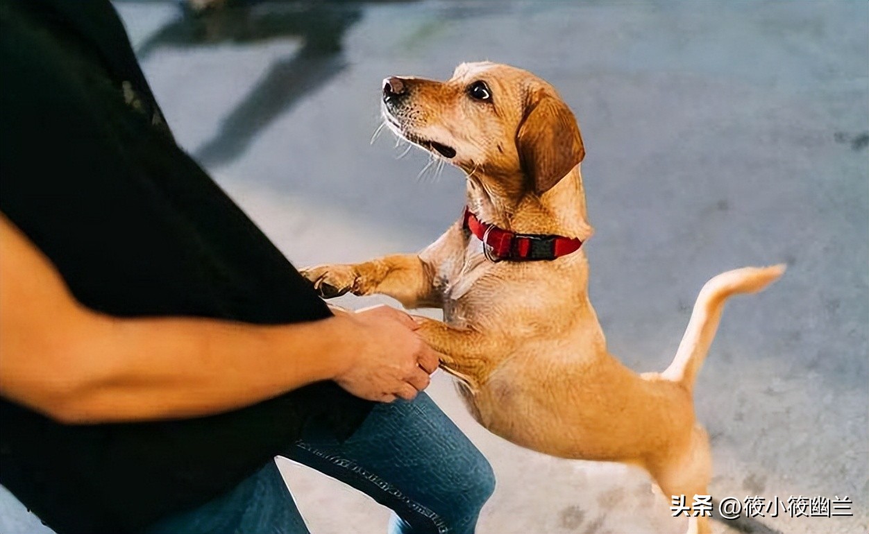 你家狗狗喜欢上别人了吗,狗狗为什么一直扒拉主人胳膊