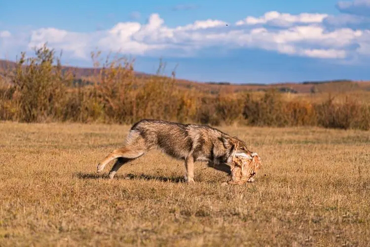 成都画家在草原写生收养狼的故事,成都女青年画家意外收养一只幼狼