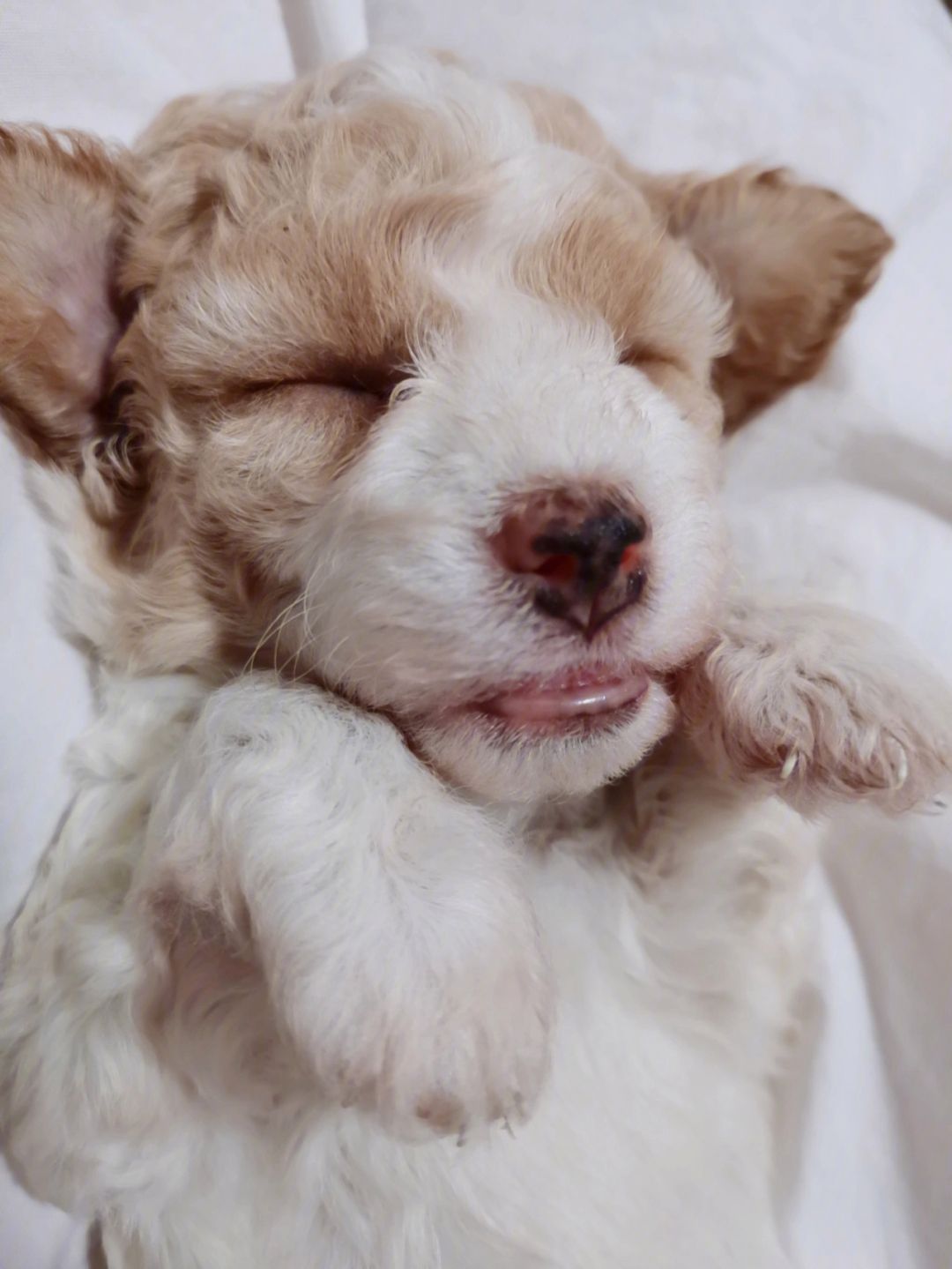 如何通过毛发辨别泰迪的年龄,各种颜色的泰迪性格