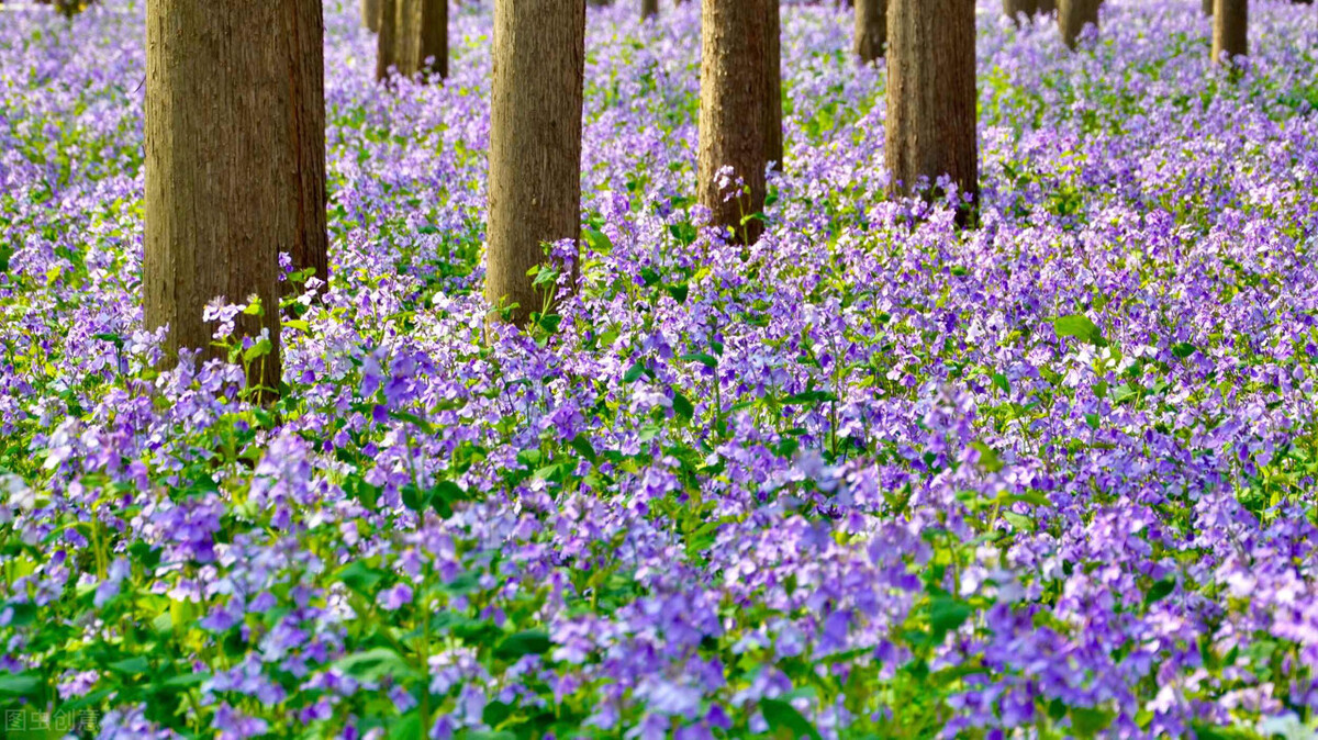 南京周边可以生火露营的地方,南京江心洲露营地点推荐