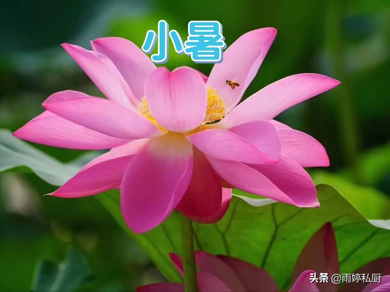 明天是小暑吃什么好,南方小暑吃什么食物养生