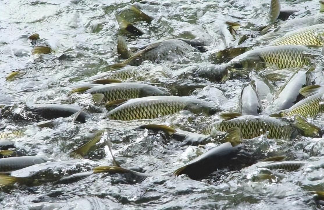 鱼养殖之注意事项,养殖鱼怎么预防大鱼吃小鱼