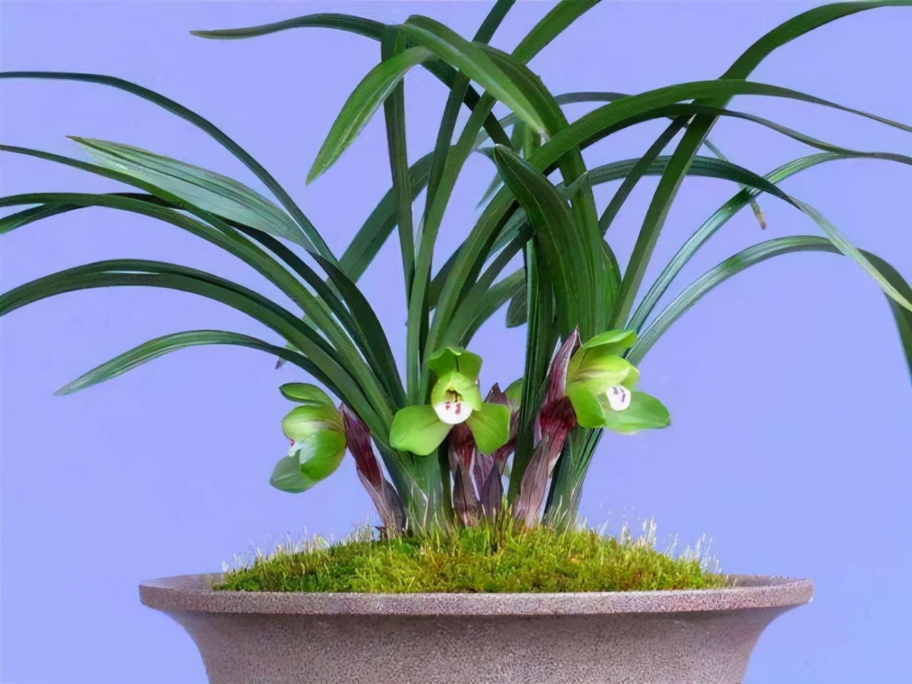 什么兰是最流行的兰花呢,兰花中哪个品种最好看又好养