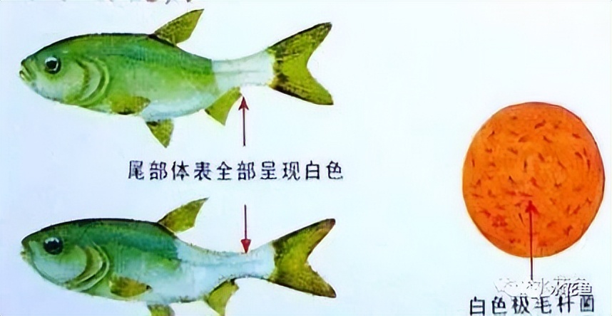 12种水产病害防治,你对水产动物病害的初步认识