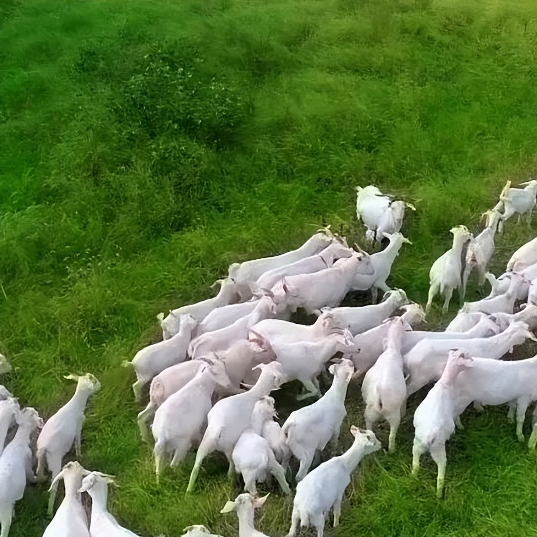 奶粉杰赋,杰赋小羊配方羊奶粉