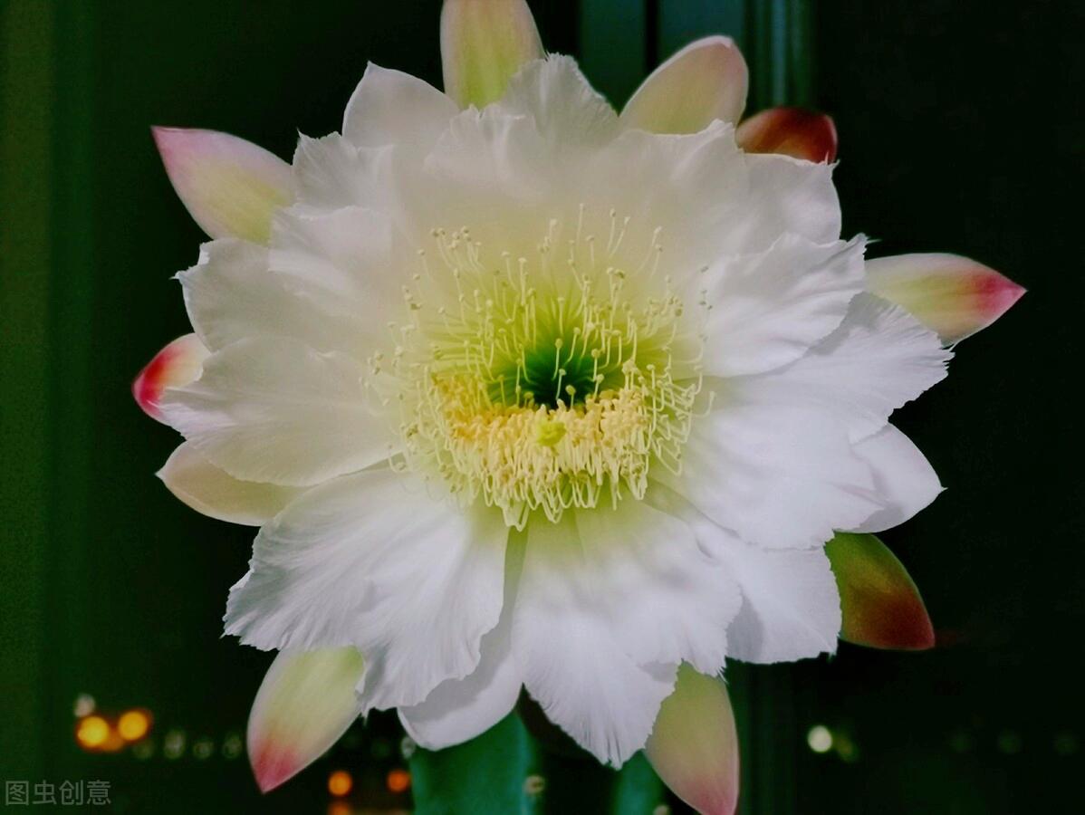 一花一叶最深情，万千*光春**花满园，花开惊艳时光，花香温柔岁月