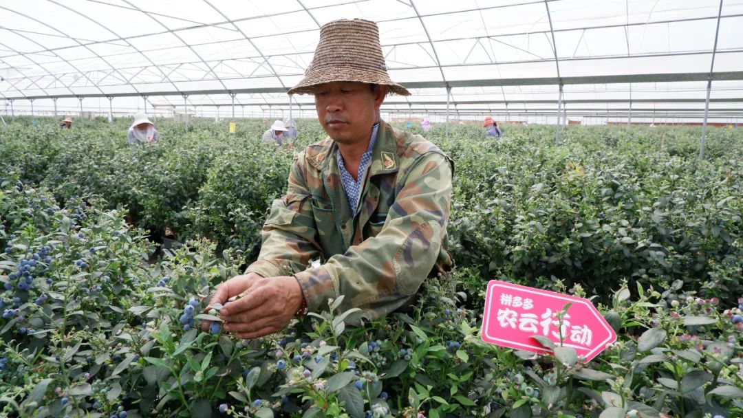 拼多多ceo怎么样了,拼多多新ceo现状