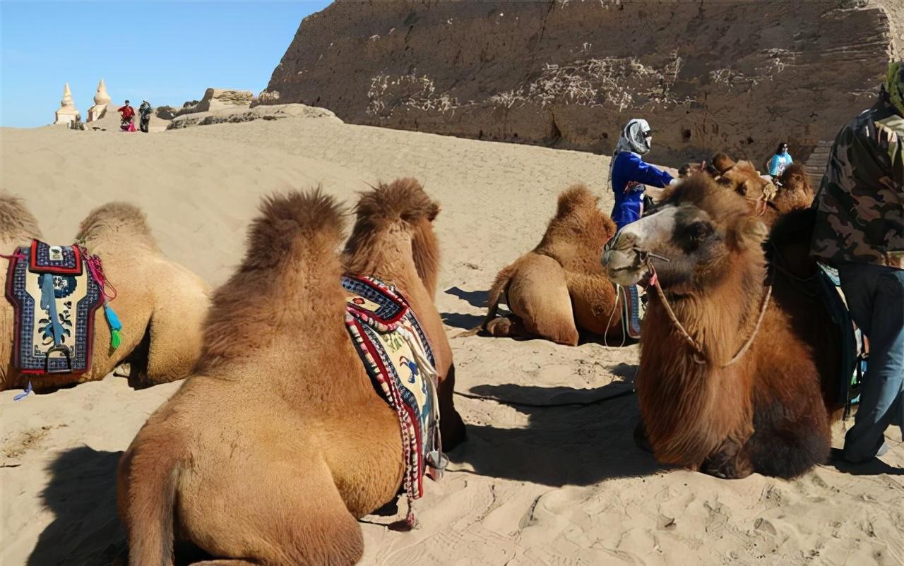 骆驼免疫球蛋白,骆驼的免疫方法