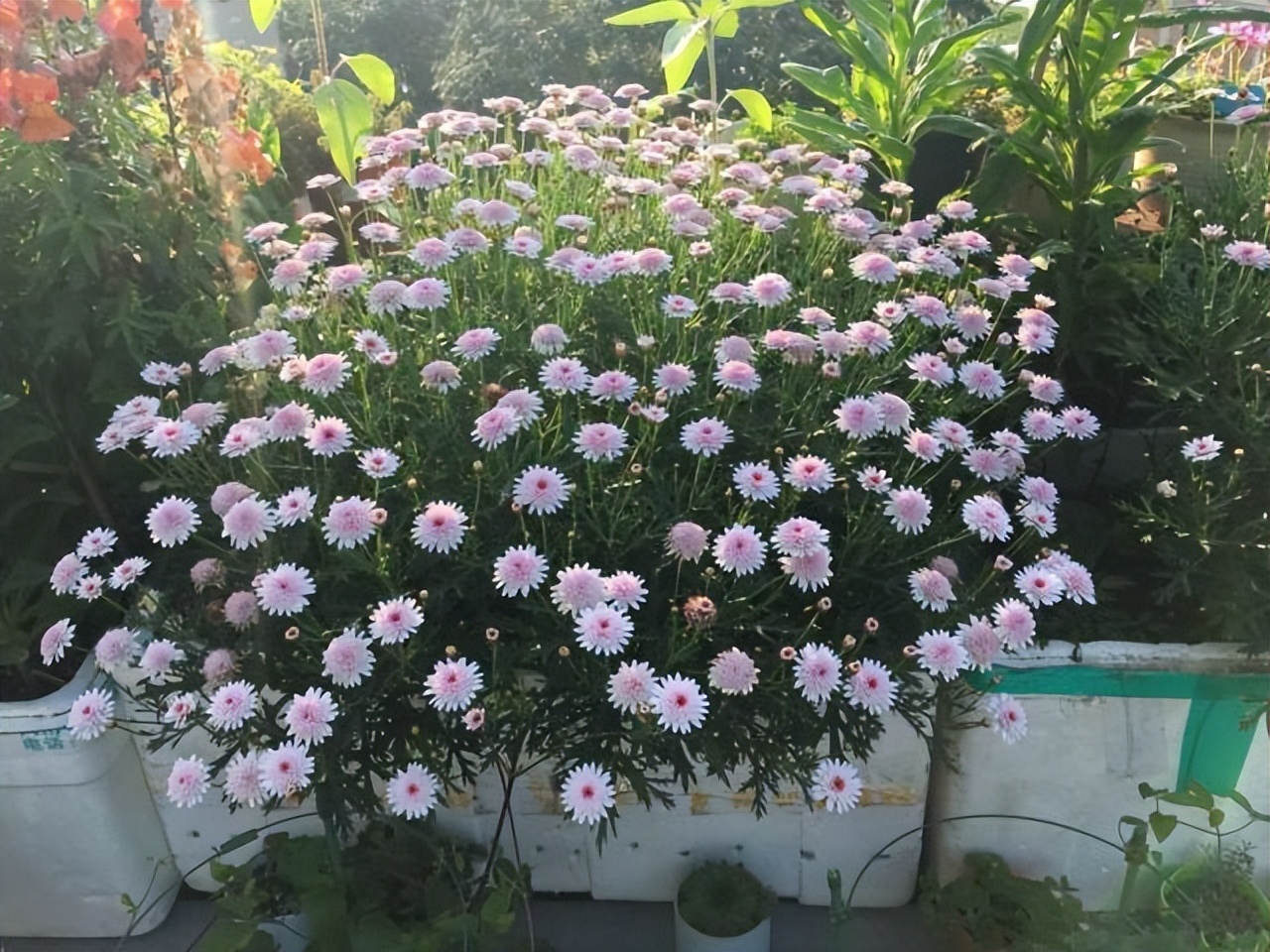 玛格丽特怎么养才长得好,如何养好玛格丽特