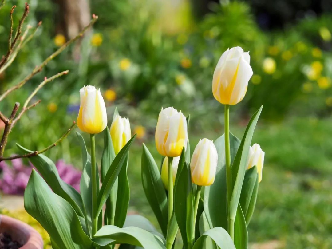 盆栽郁金香能反复开花吗,盆栽郁金香很难做到年年开花