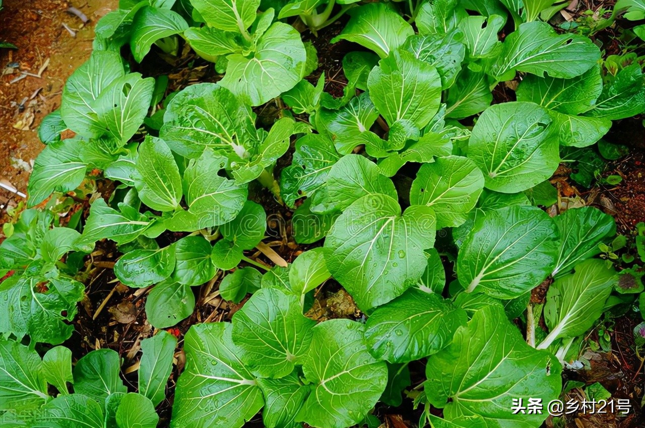 农民种植蔬菜和管理方法,农村种植菜的技术和方法