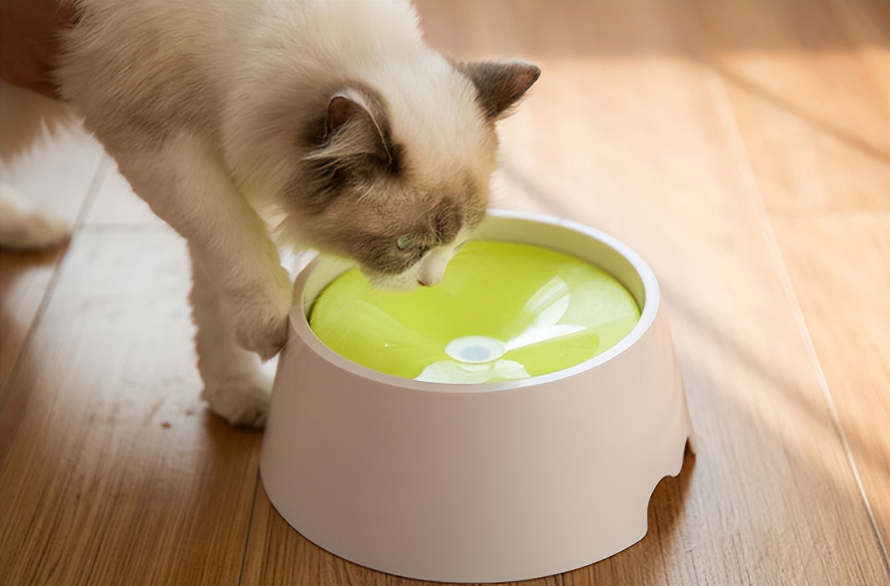 铲屎官猫的反应,猫咪脓性眼屎是什么样的