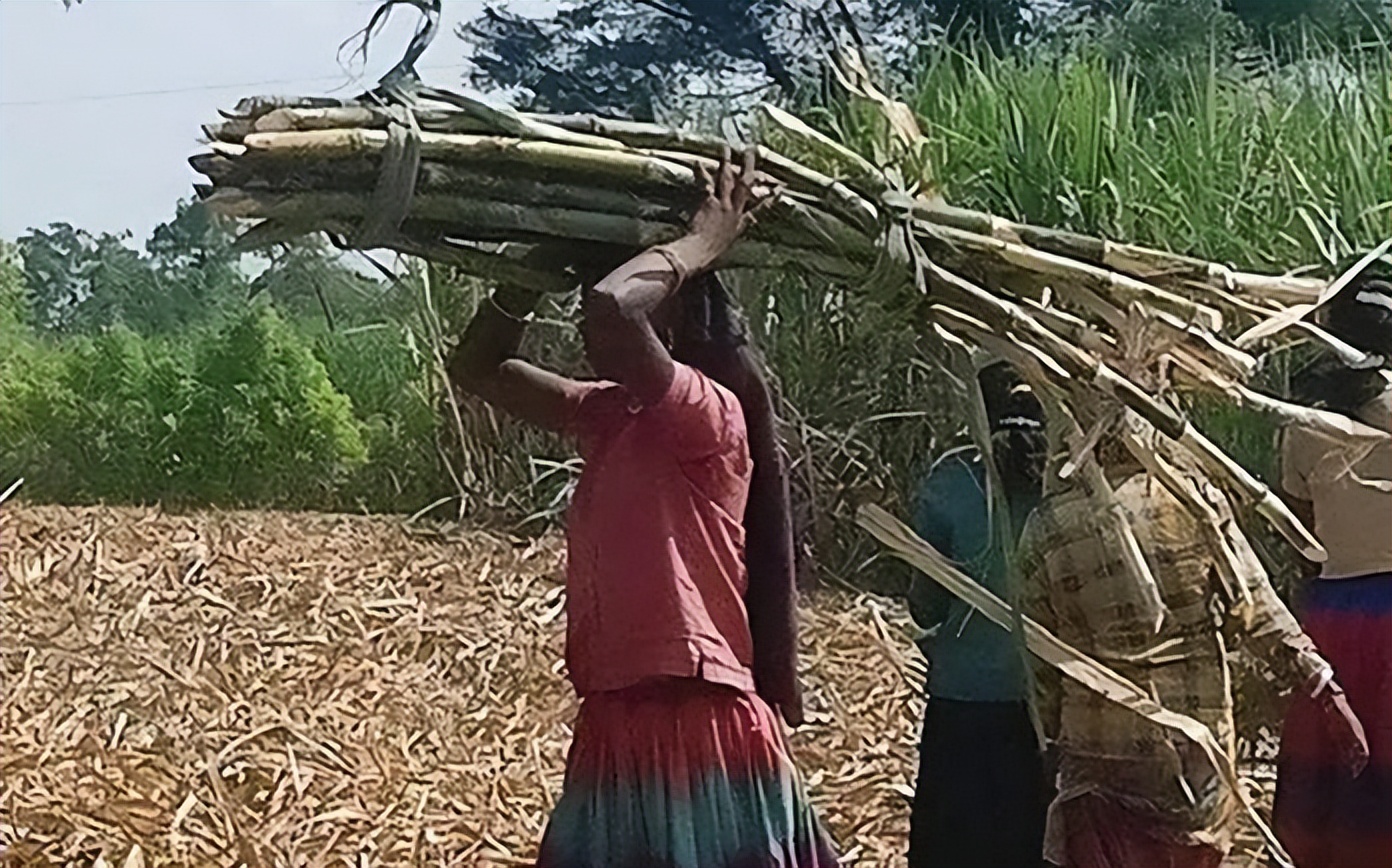 为了一份工作，这个地区六分之一的女性选择了切除子宫……