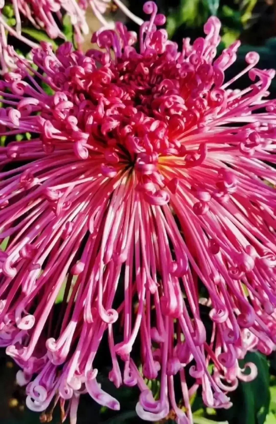 最最漂亮的金丝菊图片,美丽的金丝菊美图