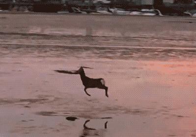 为什么说傻狍子是东北第一大神兽,中国第一神兽傻狍子到底有多傻