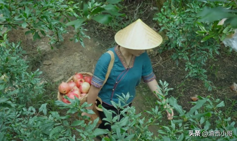美丽的红宝石石榴,一席一果