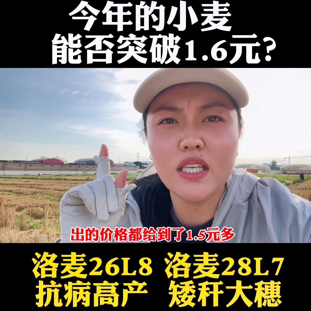 2019黄淮玉米高产品种,高产小麦玉米品种前十名