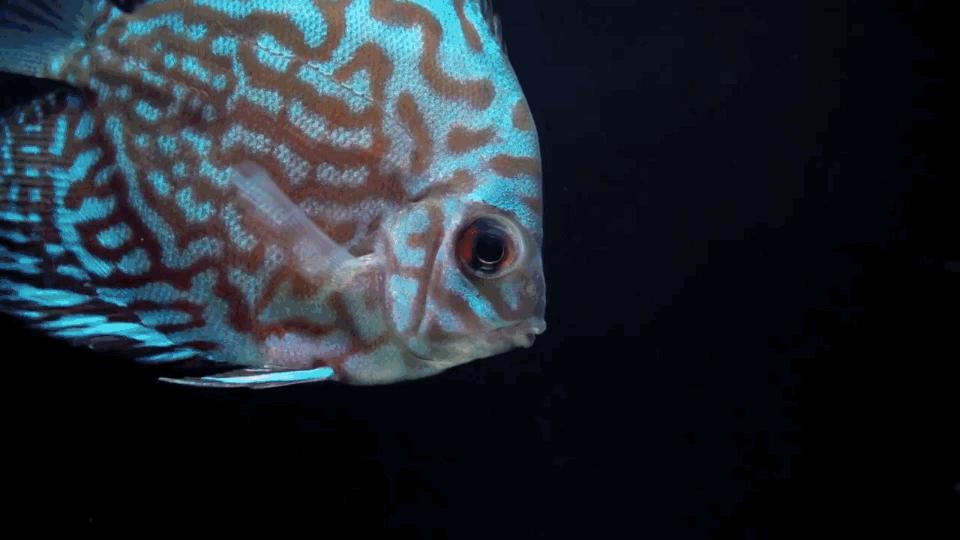 热带观赏鱼长视频,各种热带观赏鱼介绍