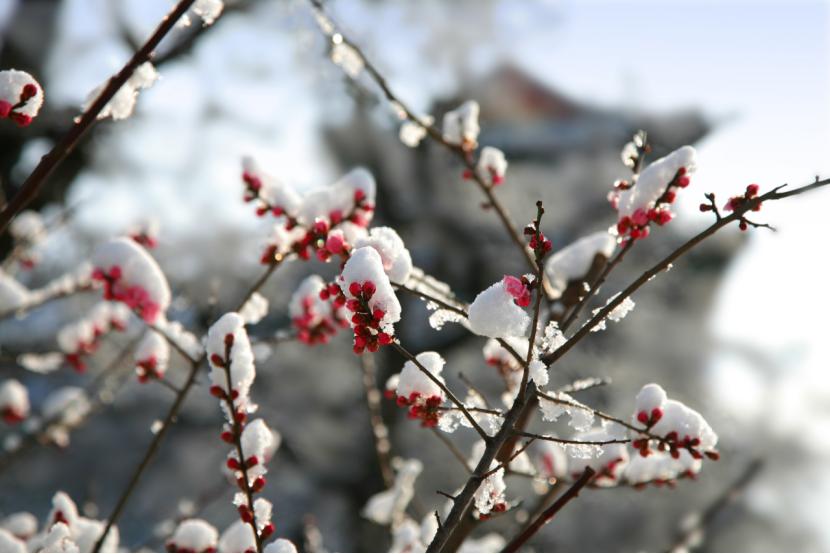 仙人掌墨西哥国花,仙人掌花是什么国家的国花