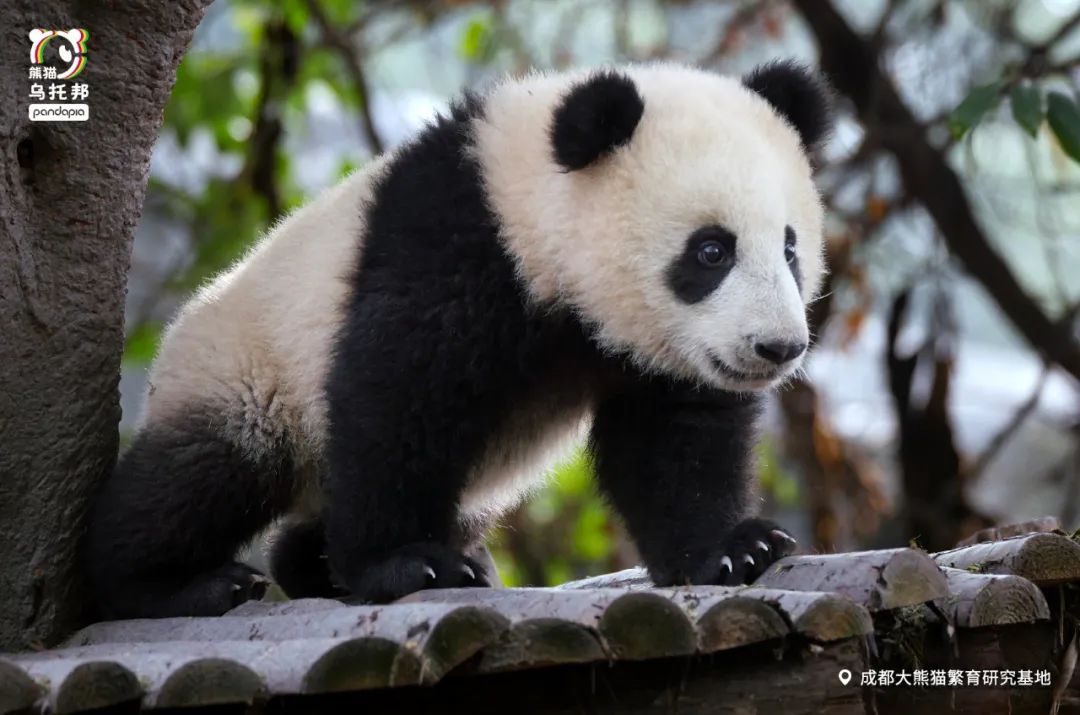 真正的熊猫和实际上的熊猫,最黑的熊猫是什么样子