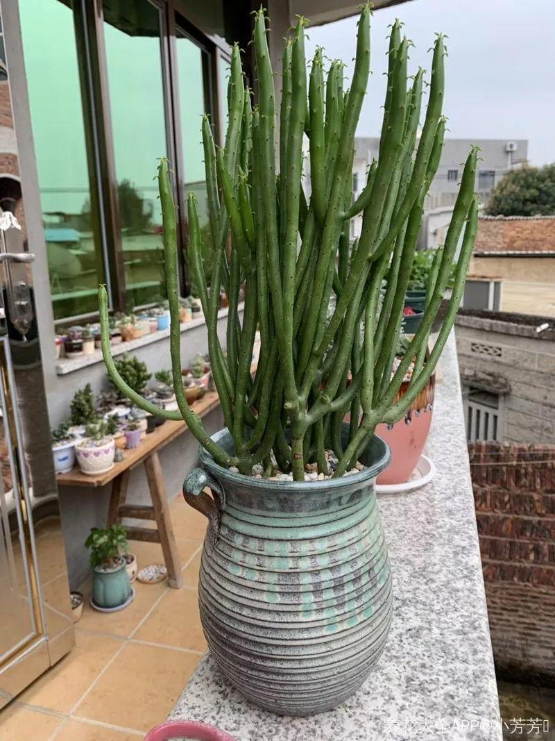 20种大毒花你家里养了吗,4种大毒花家里经常养