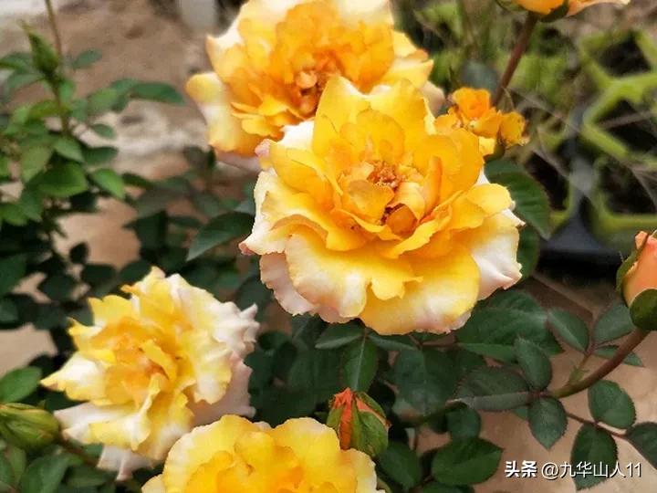 微型月季嫁接最佳品种,丰花微型月季品种有哪些