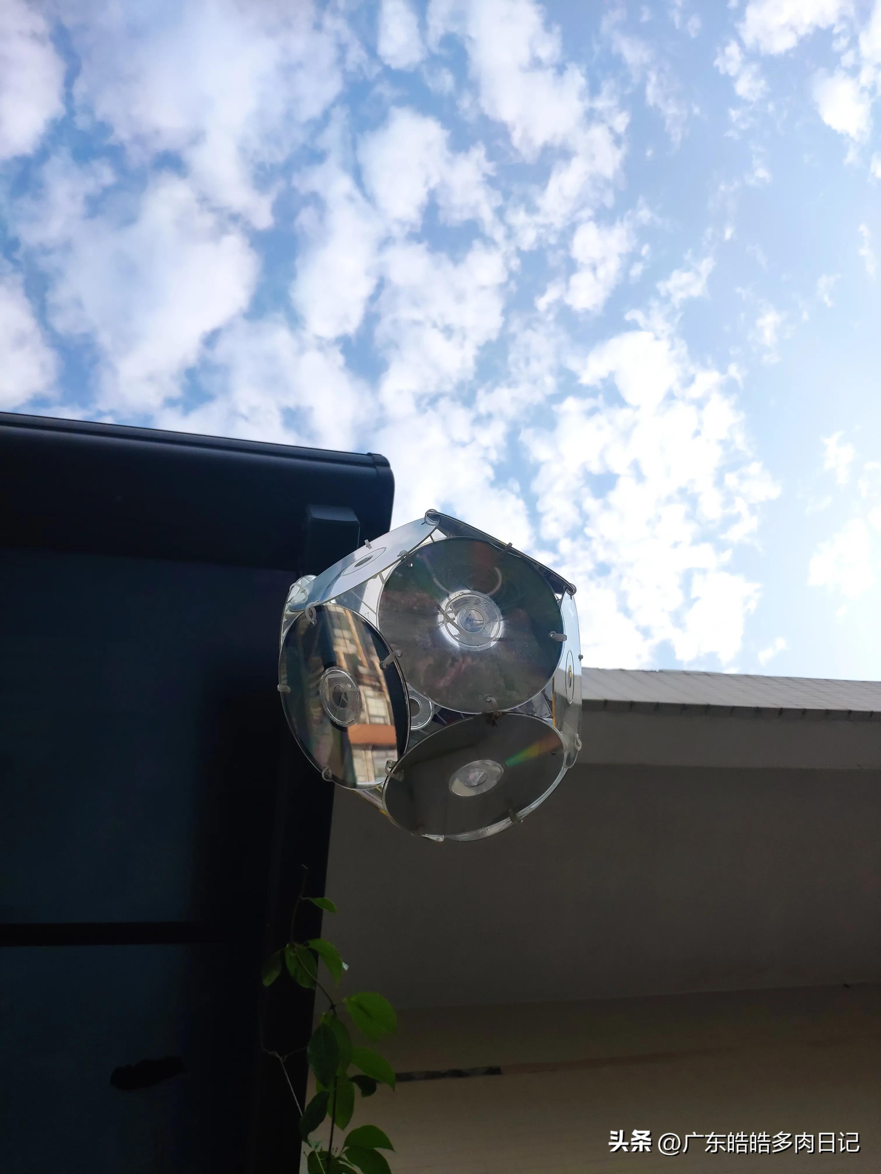 为养多肉，和楼顶小鸟的斗智斗勇，几*法大**宝轮番上阵