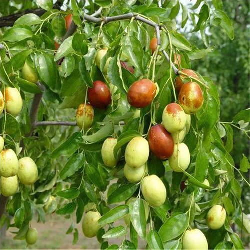 有哪些水果英文翻译,我喜欢的水果英文翻译