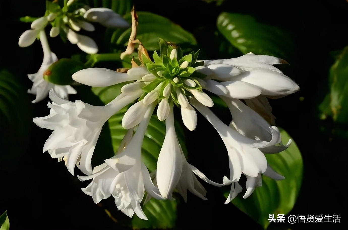 花香满屋植物,花香四溢的绿植
