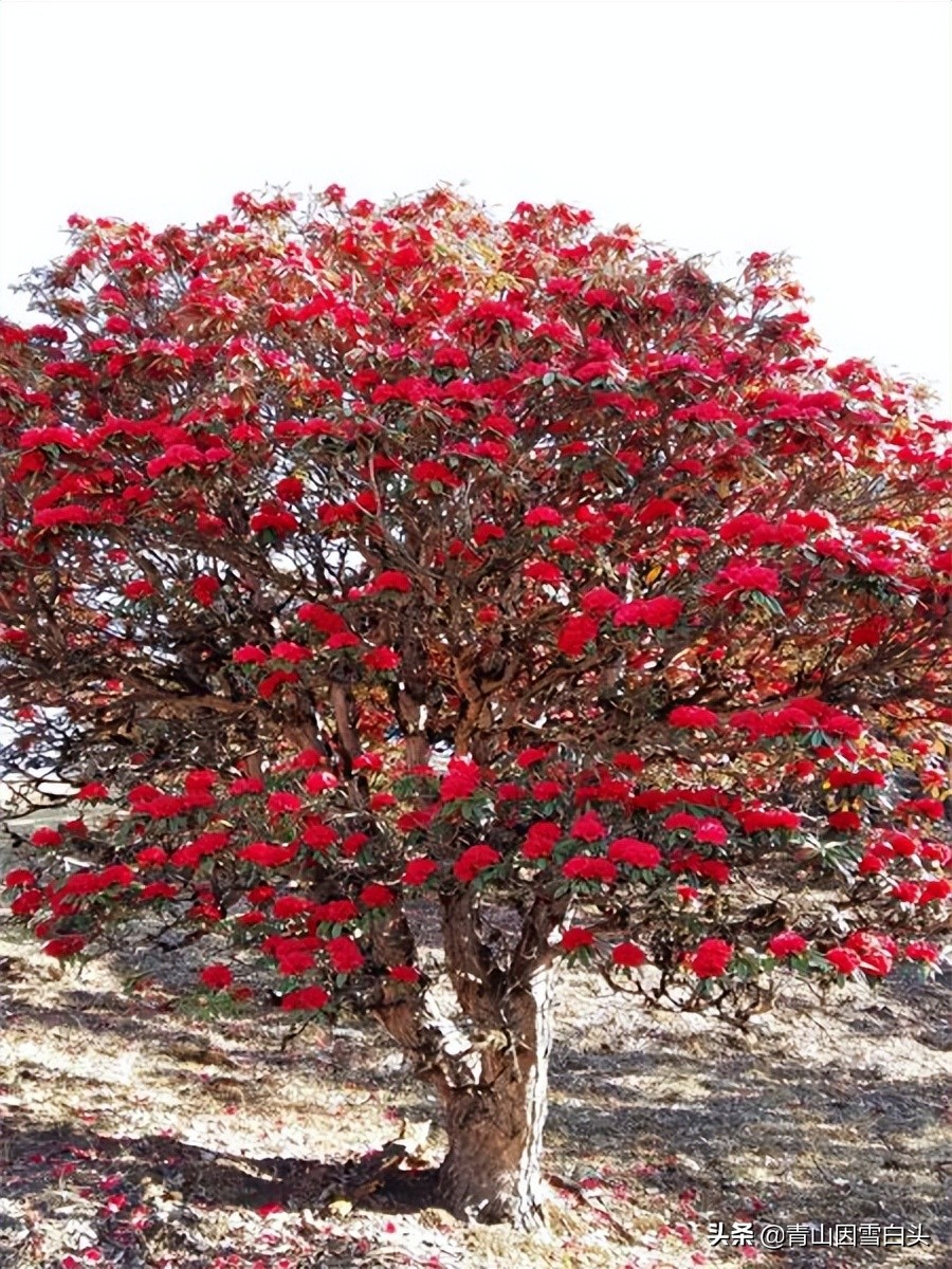 马缨花种子多少钱一斤,马缨杜鹃价值